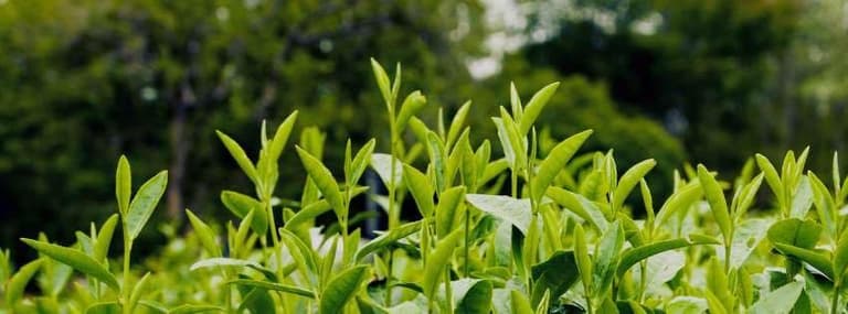 Teast by 慕耕活 cover